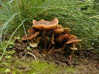 Conocybe rugosa image