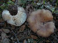 Clitocybe brunneocephala image