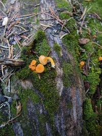 Chrysomphalina aurantiaca image