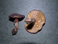 Calocybe onychina image