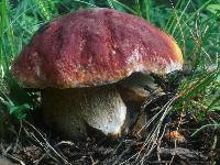 Boletus rubriceps image