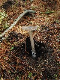 Amanita pachycolea image