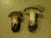 Amanita calyptratoides image