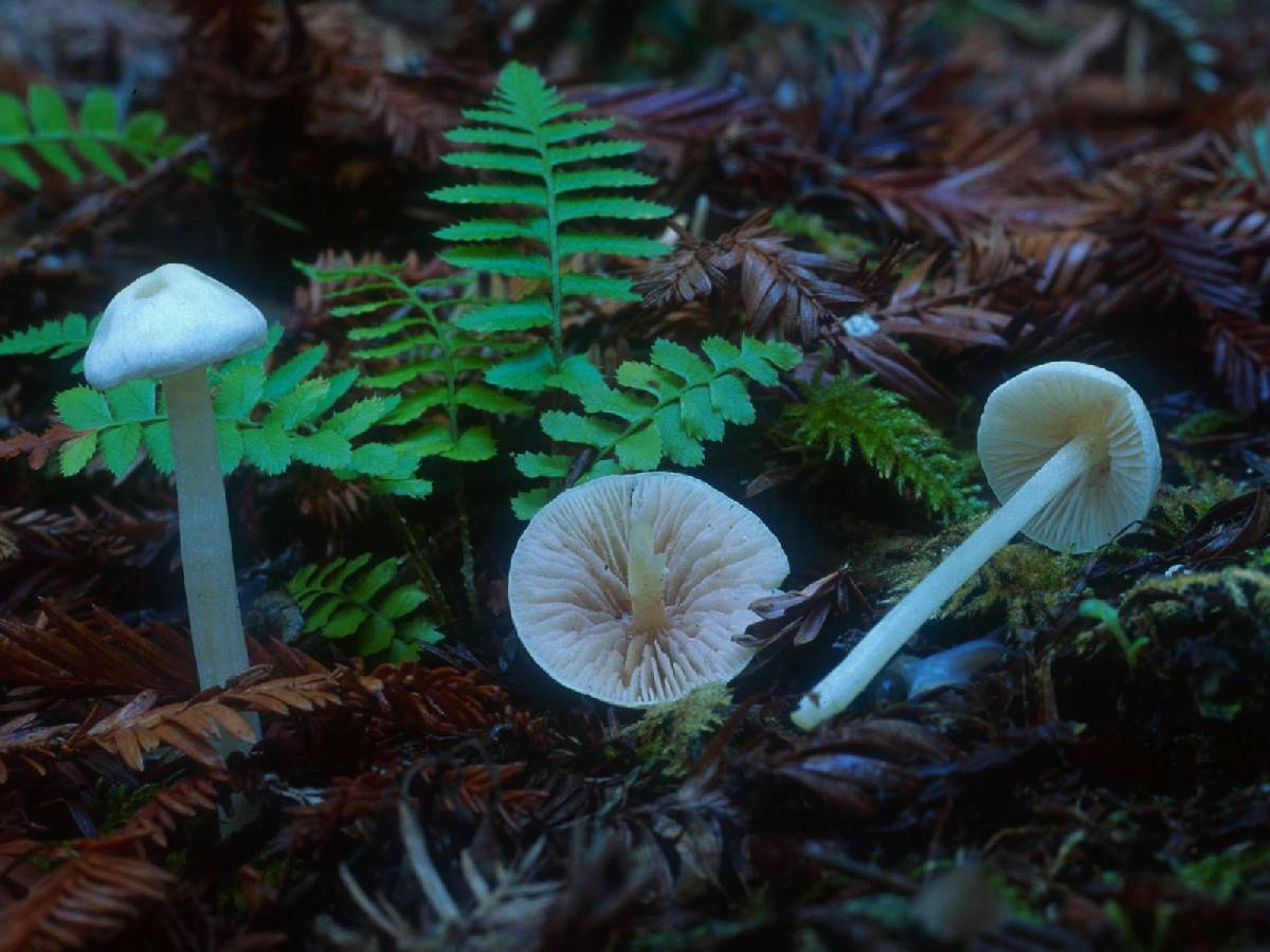 Alboleptonia adnatifolia image