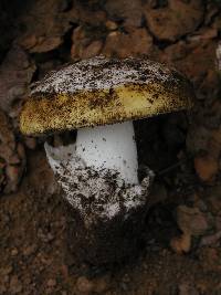 Amanita vernicoccora image