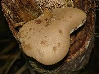 Tapinella atrotomentosa image