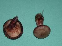 Paxillus involutus image