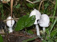 Coprinopsis nivea image