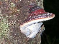 Fomitopsis mounceae image