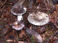 Russula cyanoxantha image