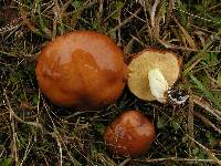 Suillus brevipes image