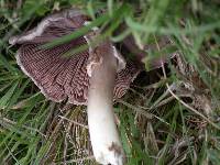 Agaricus californicus image