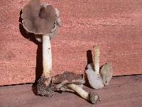 Helvella compressa image