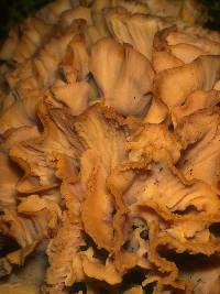 Sparassis crispa image