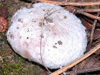 Suillus albivelatus image