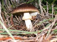 Amanita augusta image