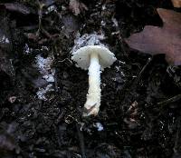 Lepiota spheniscispora image