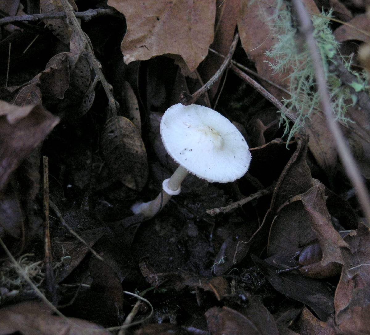 Lepiota sequoiarum image