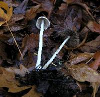 Psathyrella longipes image