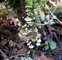 Crepidotus caspari image