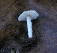 Lepiota phaeoderma image