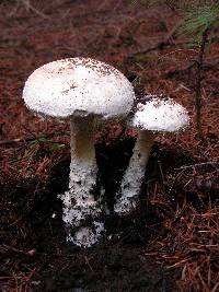 Amanita smithiana image