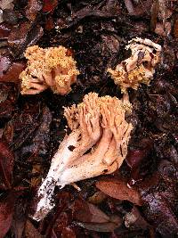 Ramaria leptoformosa image