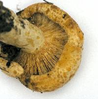 Lactarius scrobiculatus image
