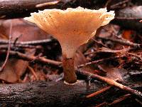 Polyporus leptocephalus image