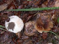 Russula amoenolens image