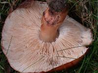 Tricholoma fracticum image