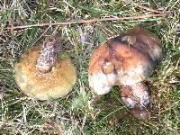 Suillus luteus image