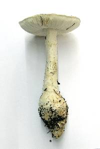 Amanita smithiana image