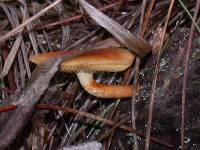 Gymnopilus sapineus image