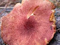 Tricholomopsis rutilans image
