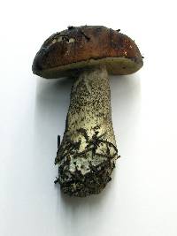 Leccinum manzanitae image