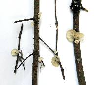Hemimycena candida image