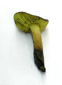 Phylloporus arenicola image