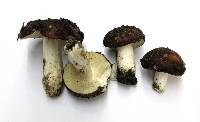 Russula vesca image