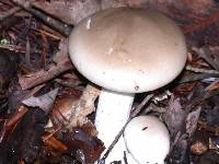 Hygrophorus agathosmus image