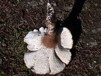 Jahnoporus hirtus image