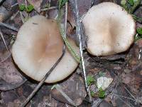 Clitocybe fragrans image