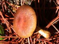 Cortinarius cinnamomeus image