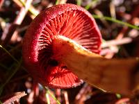 Dermocybe phoenicea var. occidentalis image