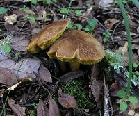 Boletus subtomentosus image