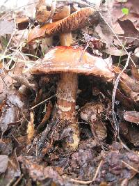 Cortinarius collinitus image