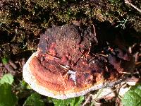 Fomitopsis mounceae image