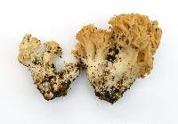 Ramaria rasilispora image