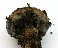 Cortinarius glutinosoarmillatus image