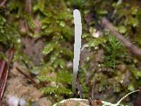 Clavaria acuta image